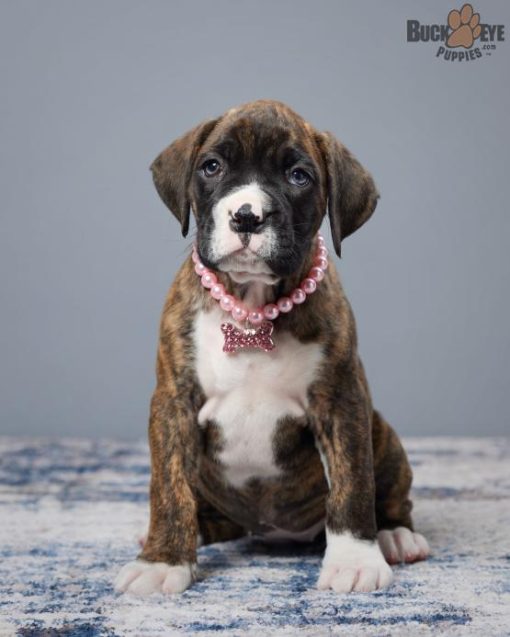 boxer puppies for sale