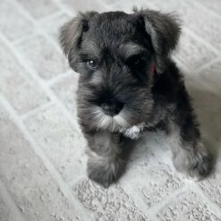 AKC Miniature schnauzer puppies for sale