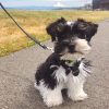 Buy Miniature schnauzer puppies $400 today