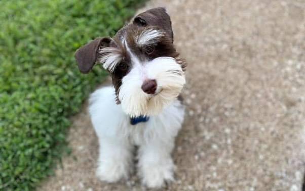 Miniature schnauzer puppies for sale in north carolina
