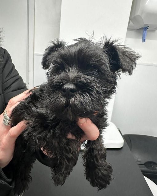 Toy schnauzer for sale