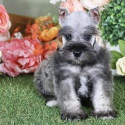 miniature schnauzer puppies $400 colorado