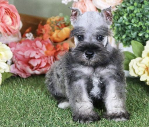 miniature schnauzer puppies $400 colorado