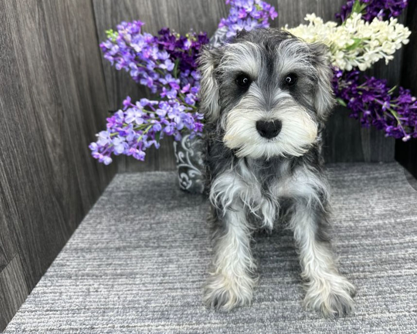 Miniature Schnauzer Puppies $400 Nc