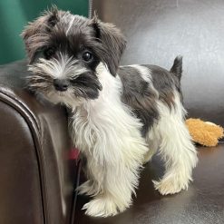 akc miniature schnauzer puppies for sale